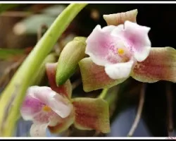 Lycaste cristalino