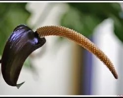 Anturio negro silvestre