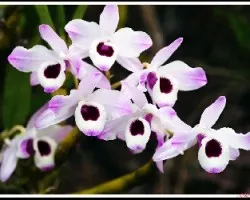 Dendrobium Falconeri