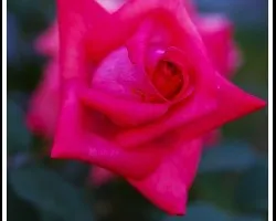 Rosa