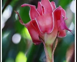 Bastón de emperador