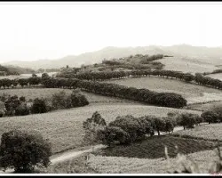 Cañales