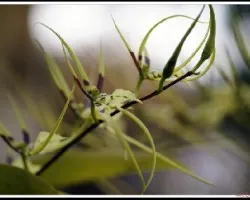 Brassia gireoudiana