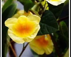 Dendrobium Aggregatum
