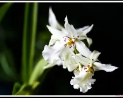 Orquidea ID?