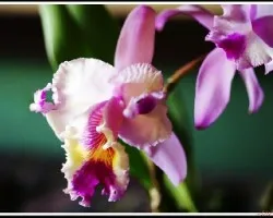 Cattleya  ID?