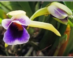 Cochleanthes discolor