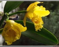 Cattleya al atardecer