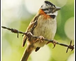 Zonotrichia capensis