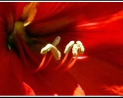 Lirio rojo