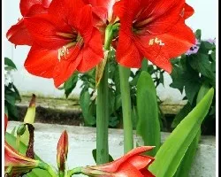 Lirio rojo