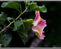 Hibiscus  multicolor