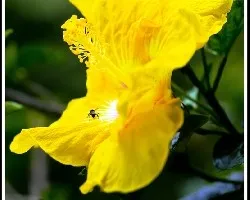 Hibiscus amarillo (golden)
