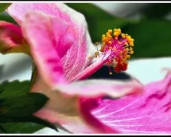 Hibiscus rosa 
