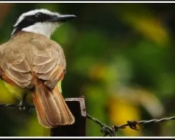 Pitangus sulphuratus