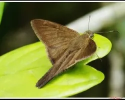 Mariposa  ?