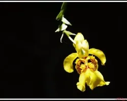 Lockhartia (cosecha final)