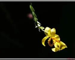 Lockhartia (cosecha final)