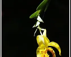 Lockhartia (cosecha final)