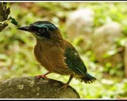 Momotus momota,bebe