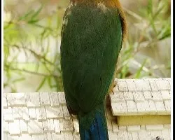Momotus momota,madre