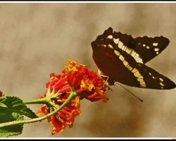  mariposa cocinera