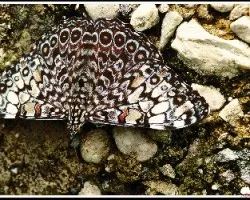 Hamadryas arinome ariensis  Mimetismo