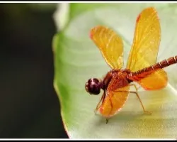 Libelula
