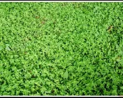 alfombra verde