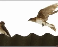 Pygochelidon cyanoleuca