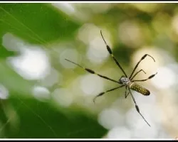 Araña