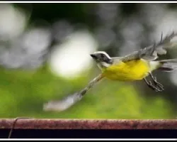 Pitangus sulphuratus