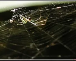 Venusta Orchard Spider - Leucauge venusta.