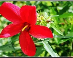 Hibiscus