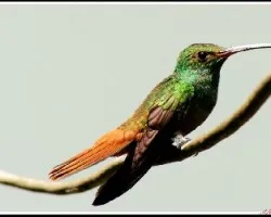 Amazilia tzacatl