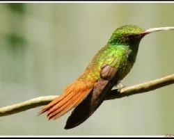 Amazilia tzacatl