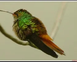 Amazilia tzacatl