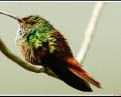 Amazilia tzacatl