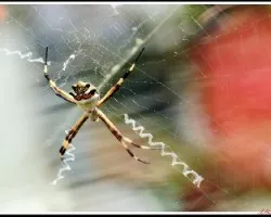 Araña cara de gato