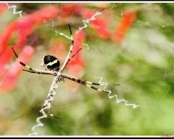 Araña cara de gato