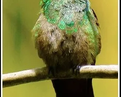 Amazilia tzacatl
