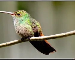 Amazilia tzacatl