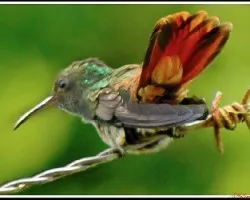 Amazilia tzacatl