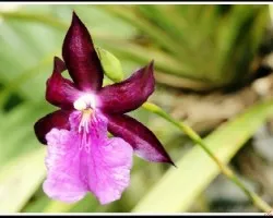 Lembo glossum