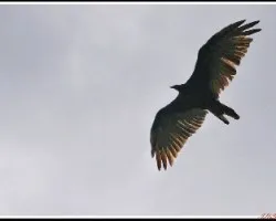 Cathartes aura