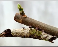 Oruga  ID? y mimetismo