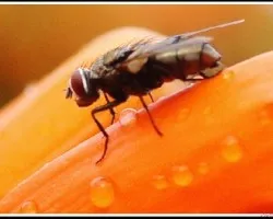 Mosca