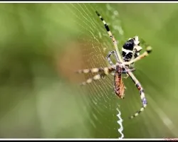 Araña cara de gato y su almuerzo