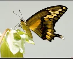 Mariposa tigre