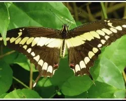 Mariposa tigre